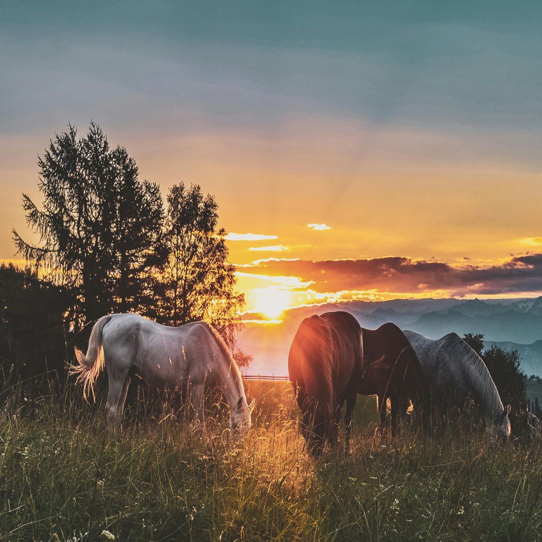 Dostáva môj kôň dostatok vitamínov a minerálov